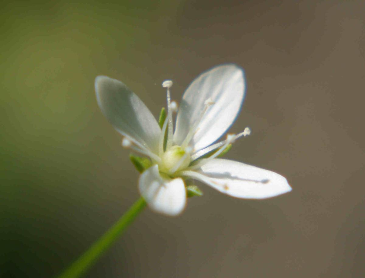 Sandwort, Mossy flower